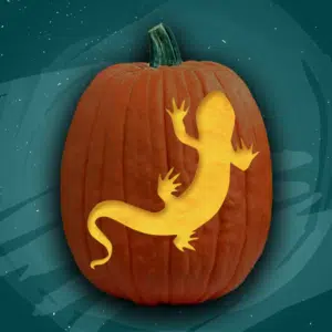 Salamander