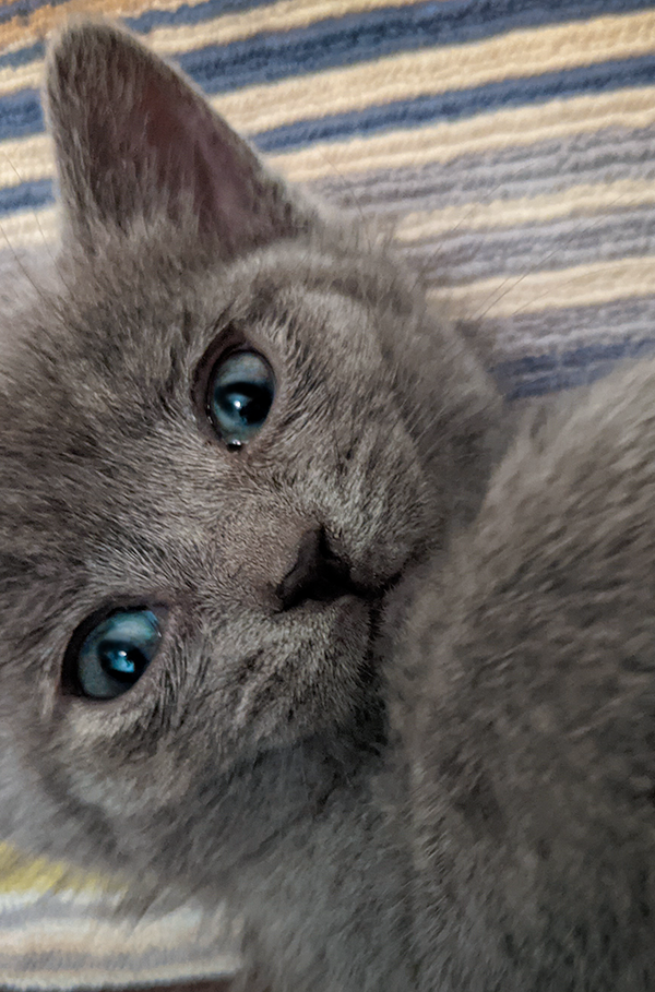 Rye