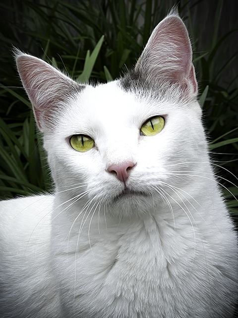 Vanilla